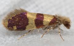 Attēlu rezultāti vaicājumam “Eriocraniidae”