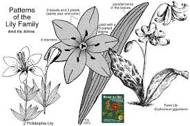 Attēlu rezultāti vaicājumam “Liliaceae”