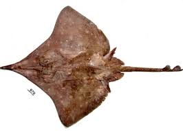 Image result for Dipturus batis