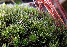 Attēlu rezultāti vaicājumam “Bryum funkii macro”