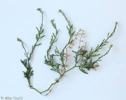 Attēlu rezultāti vaicājumam “Cakile maritima subsp. baltica leaf”