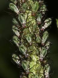 Attēlu rezultāti vaicājumam “Macrosiphoniella millefolii”