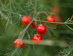 Attēlu rezultāti vaicājumam “Asparagus officinalis fruit”