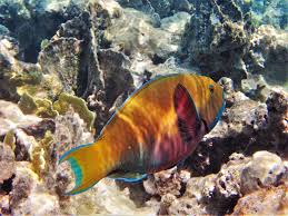 Image result for Chlorurus gibbus