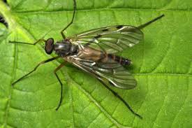 Attēlu rezultāti vaicājumam “Rhagionidae”