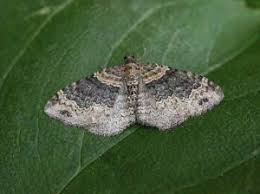 Attēlu rezultāti vaicājumam “Xanthorhoe ferrugata”