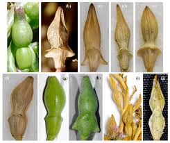 Attēlu rezultāti vaicājumam “Cakile maritima subsp. baltica leaf”