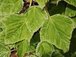 Attēlu rezultāti vaicājumam “Acer rufinerve”