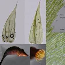 Attēlu rezultāti vaicājumam “Herzogiella seligeri”