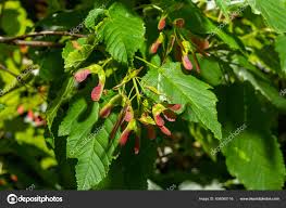 Attēlu rezultāti vaicājumam “Acer tataricum subsp. ginnala fruit”