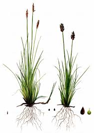 Attēlu rezultāti vaicājumam “Carex dioica male flower”