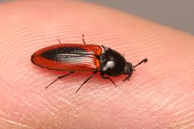 Attēlu rezultāti vaicājumam “Ampedus sanguinolentus”