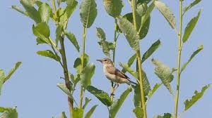 Image result for Hippolais caligata