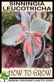 Image result for Sinningia