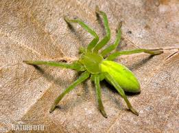 Attēlu rezultāti vaicājumam “Micrommata virescens”