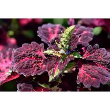 Image result for Colenorton Dragons