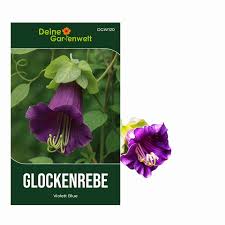 Image result for Glockenrebe