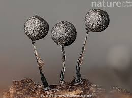 Attēlu rezultāti vaicājumam “Lamproderma columbinum”