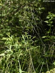 Attēlu rezultāti vaicājumam “Glyceria striata fruit”