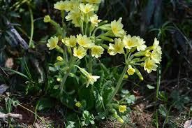 Attēlu rezultāti vaicājumam “Primula x polyantha”