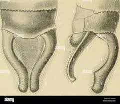 Attēlu rezultāti vaicājumam “Cordulidae”