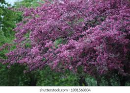 Attēlu rezultāti vaicājumam “Malus purpurea”