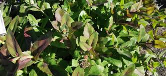 Attēlu rezultāti vaicājumam “Hylotelephium maximum flower”