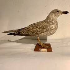 Attēlu rezultāti vaicājumam “Larus marinus”