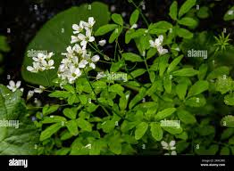 Attēlu rezultāti vaicājumam “Cardamine amara leaf”
