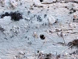 Attēlu rezultāti vaicājumam “Basidiodendron”