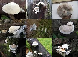 Attēlu rezultāti vaicājumam “Postia leucomallella”