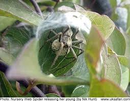 Attēlu rezultāti vaicājumam “Pisaura mirabilis cocoon”