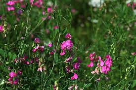 Attēlu rezultāti vaicājumam “Lathyrus tuberosus”