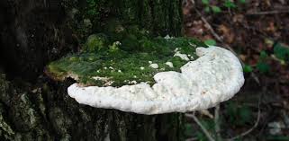 Attēlu rezultāti vaicājumam “Oxyporus”