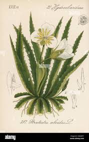 Attēlu rezultāti vaicājumam “Stratiotes aloides”