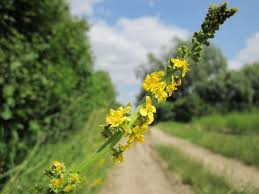 Image result for Agrimonia eupatoria