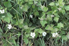 Attēlu rezultāti vaicājumam “Rubus caesius flower”