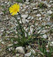 Attēlu rezultāti vaicājumam “Tragopogon heterospermus”
