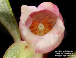 Attēlu rezultāti vaicājumam “Vaccinium uliginosum flower”
