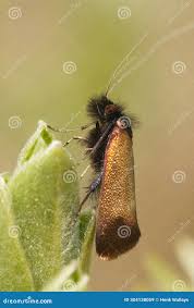 Attēlu rezultāti vaicājumam “Adela cuprella”