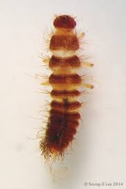 Attēlu rezultāti vaicājumam “Dermestidae”