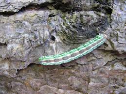 Attēlu rezultāti vaicājumam “Sphinx pinastri”