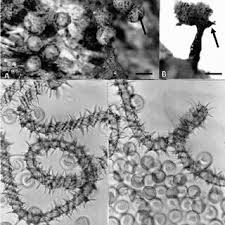 Attēlu rezultāti vaicājumam “Trichia, Hemitrichia sp.”