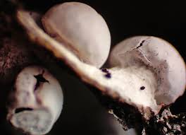 Attēlu rezultāti vaicājumam “Diderma chondrioderma macro”