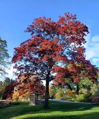 Attēlu rezultāti vaicājumam “Acer platanoides fo. schwedleri”
