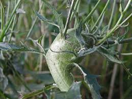 Attēlu rezultāti vaicājumam “Aulacidea hieracii”