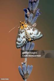 Attēlu rezultāti vaicājumam “Abraxas grossulariata”