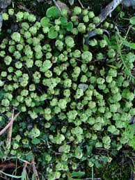 Attēlu rezultāti vaicājumam “Preissia quadrata”