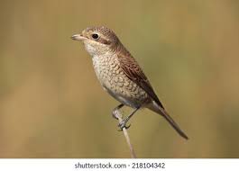 Attēlu rezultāti vaicājumam “Lanius collurio”