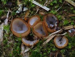 Attēlu rezultāti vaicājumam “Humaria hemisphaerica”